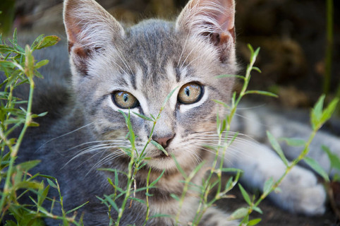 一只小可爱的、有趣的、好奇的、灰色条纹皮毛的小猫，躺在绿草地上，户外向前看，自然背景水平图片