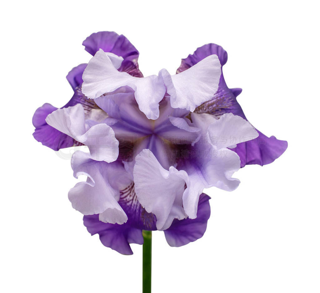 Iris flower delicate isolated on white background with clipping