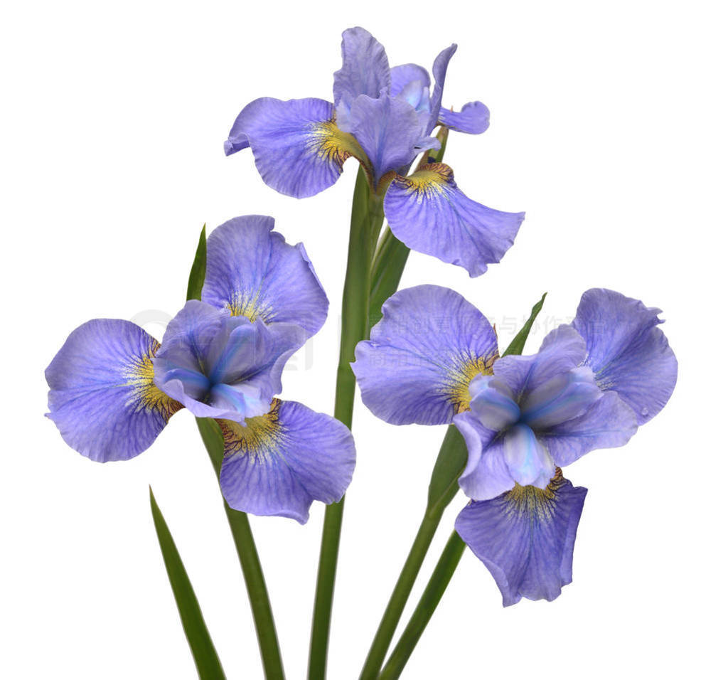 Iris flowers bouquet blue isolated on white background. Summer.