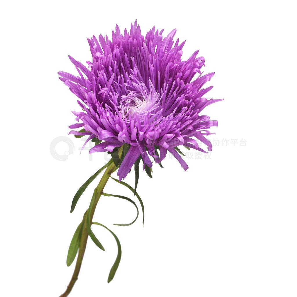 Violet flower aster isolated on white background. Macro, daisy.