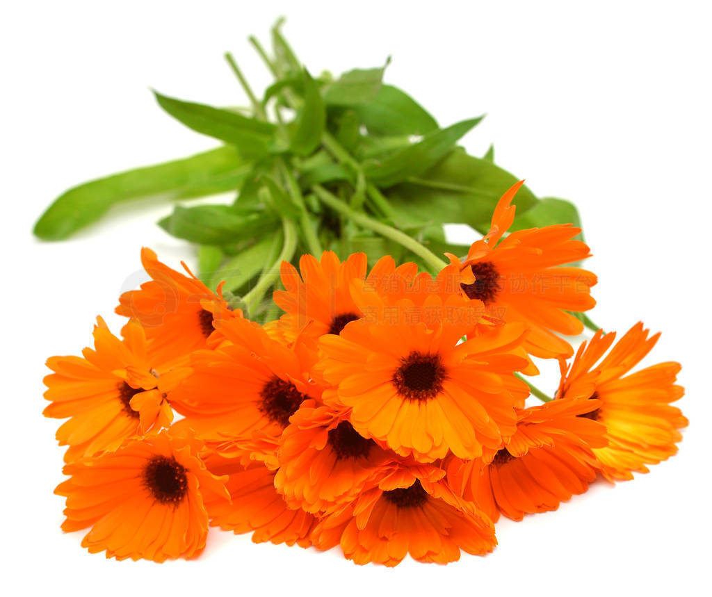 Flower of calendula officinalis bouquet with leaves isolated on