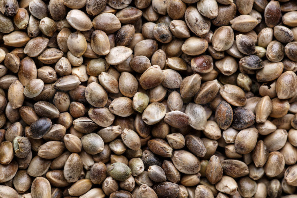 Many Cannabis seeds. Macro detail of marijuana seed. Organic He