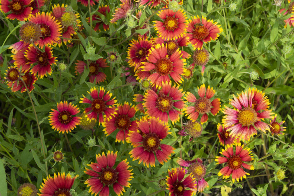 Cluster of red and yellow Indian Blanket flowers