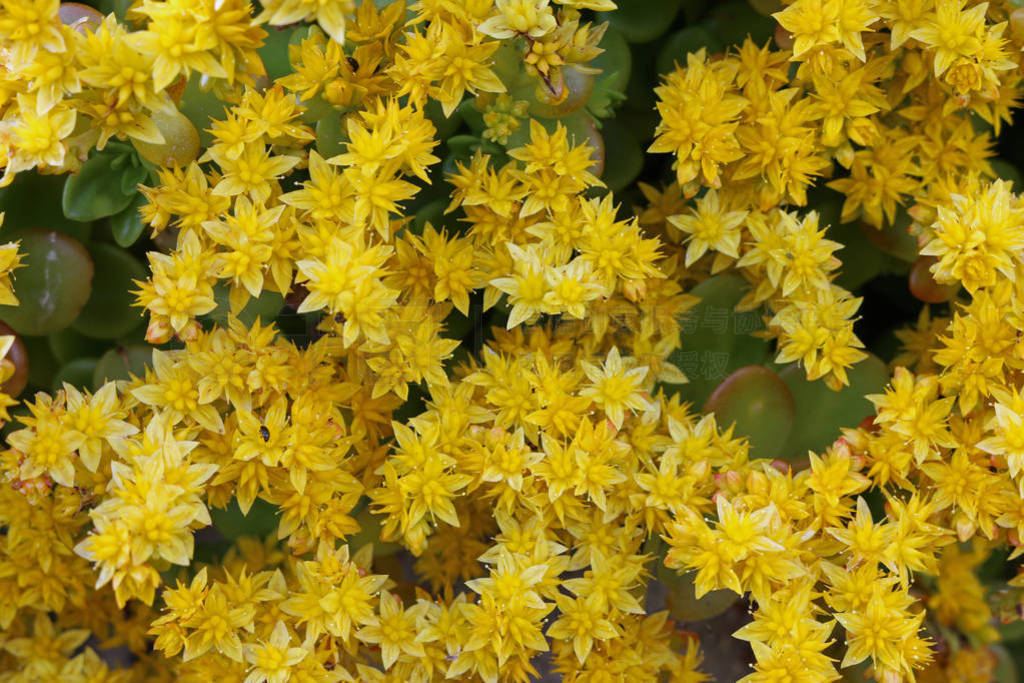 sedum ( sedum ӢĶ), ΪʢĻɫеҧʯЩҶڻ֮ɼ