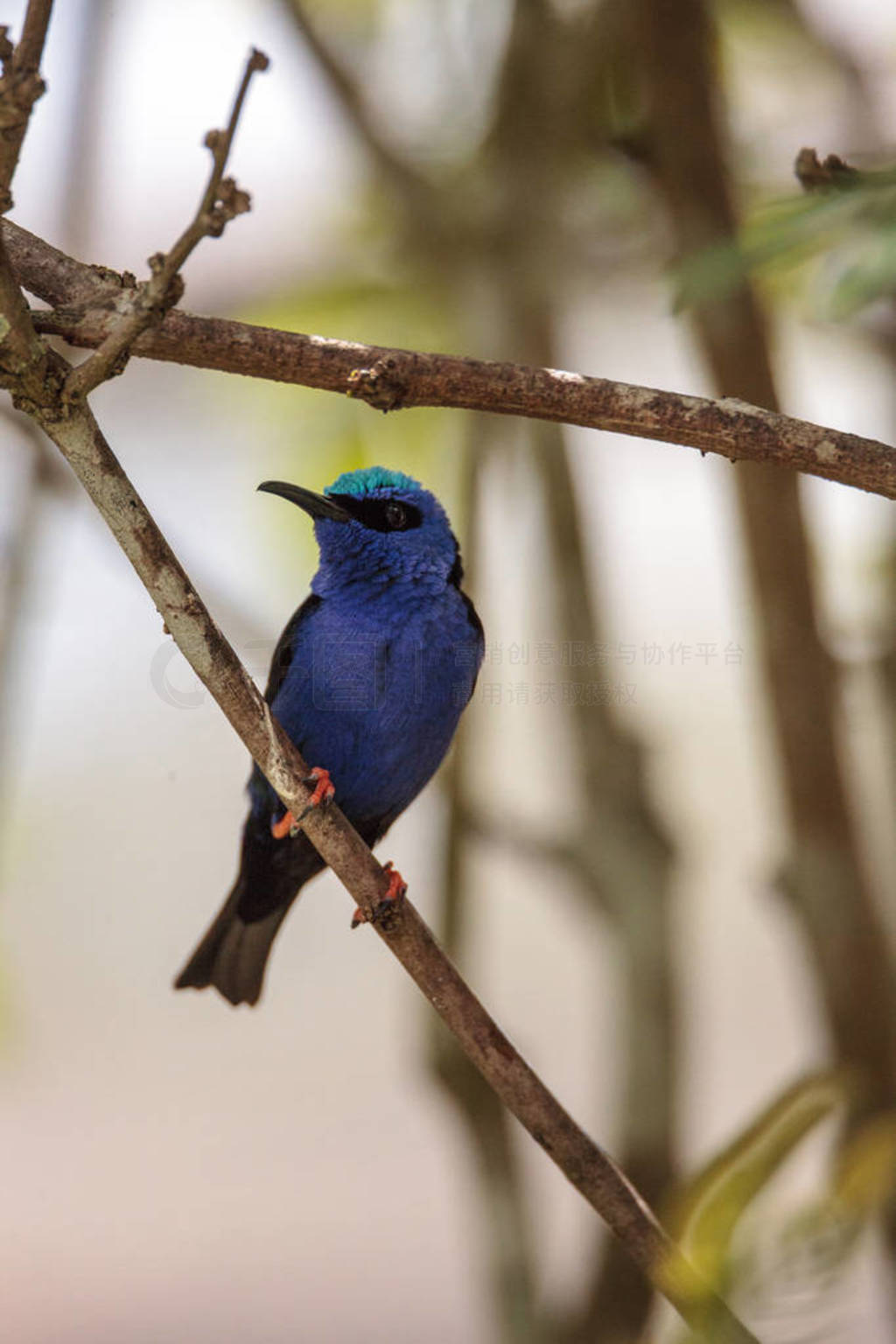  honeycreeper Cyanerpes cyaneus Ϣڻ԰֦