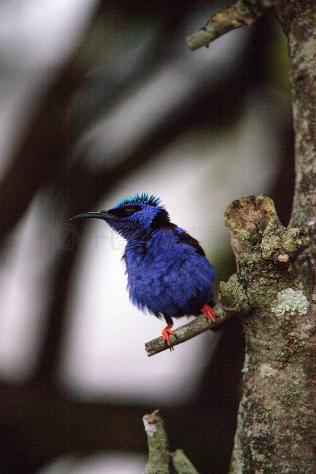  honeycreeper Cyanerpes cyaneus Ϣڻ԰֦