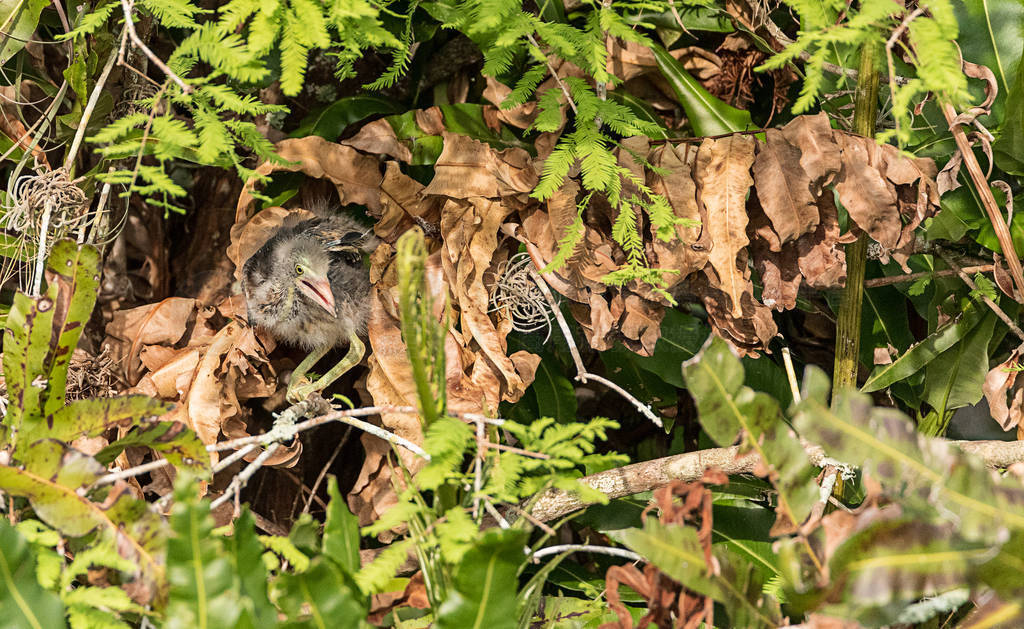 Nest of baby green heron Butorides virescens wading birds in a