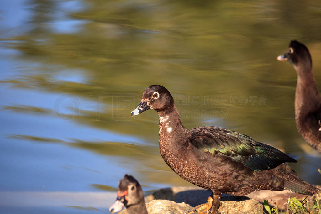 ѼCairina moschataȺ