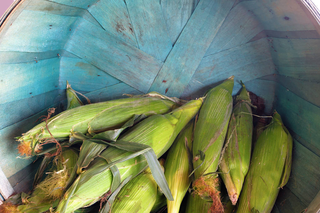 corn on cob basket sweet agriculture market local farm