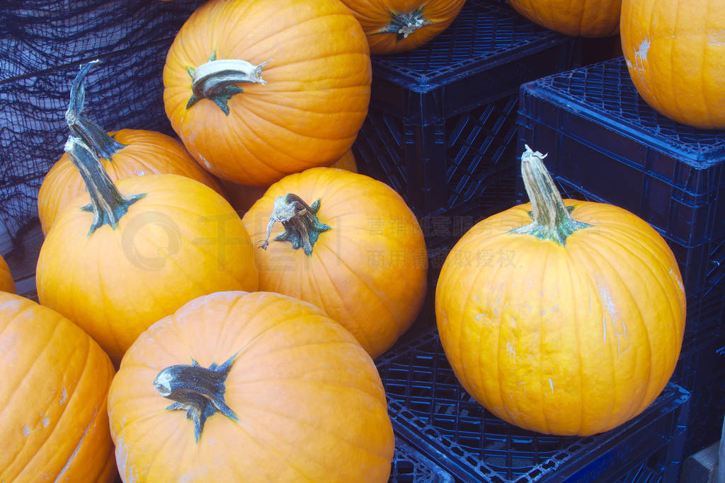 pumpkins market organic farming halloween thanksgiving food harv