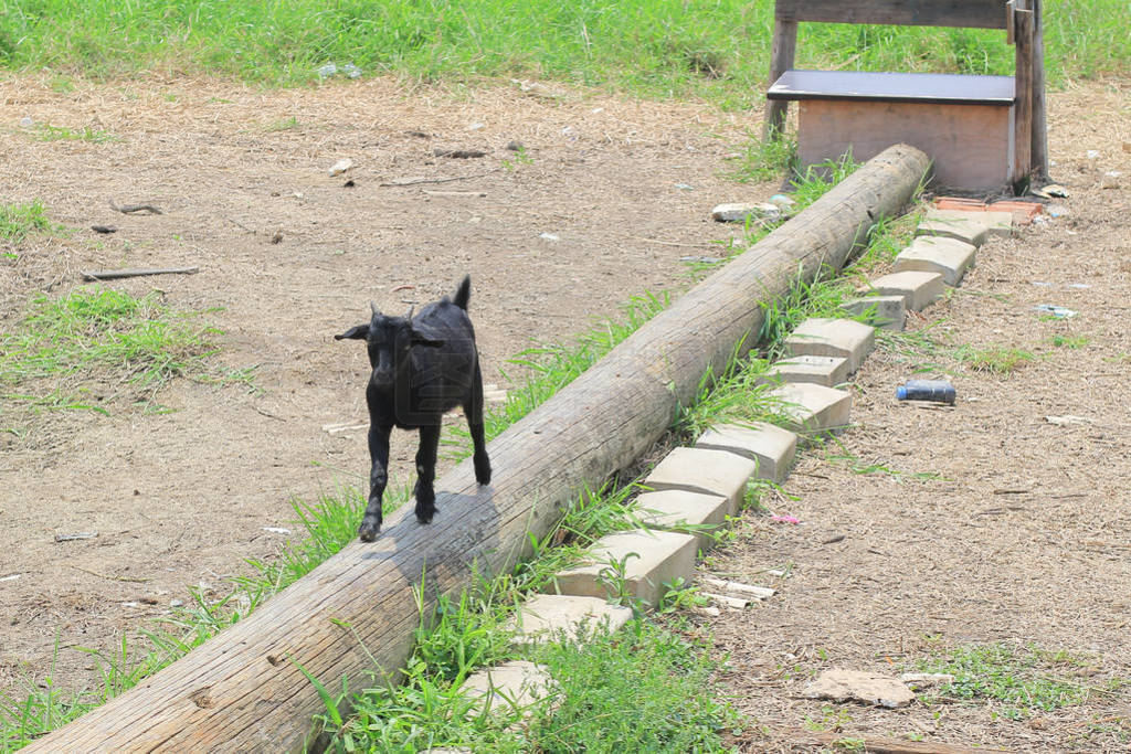 black goat, herd on the farm at yuen long