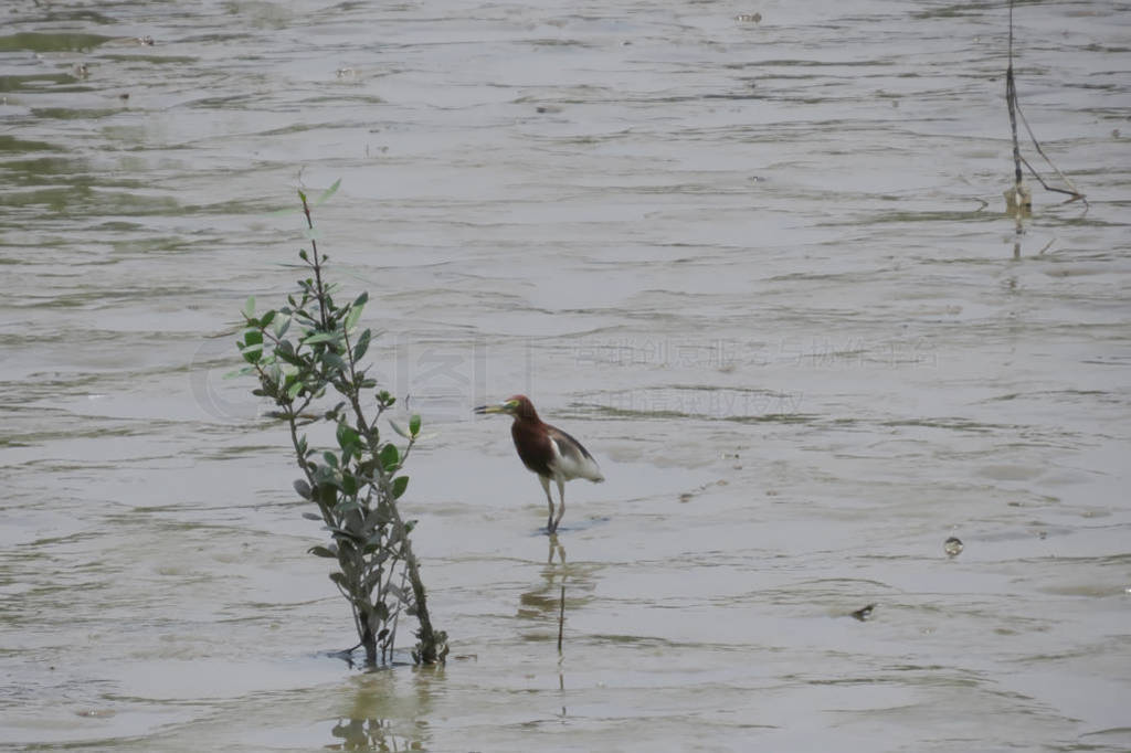 Chinese Pond Heron Yuen long 24 April 2014