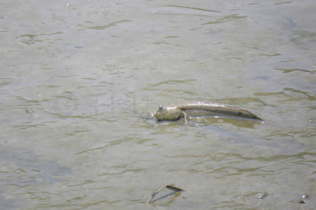 Mudskipper fish, Amphibious fish, on the mud beach