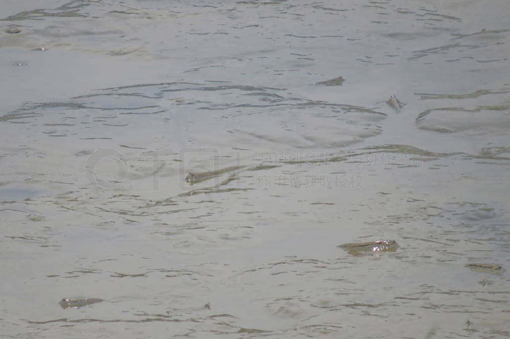 Mudskipper fish, Amphibious fish, on the mud beach