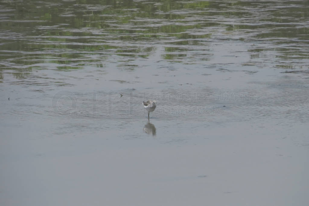 Close up of a pied avocet swimming in the water
