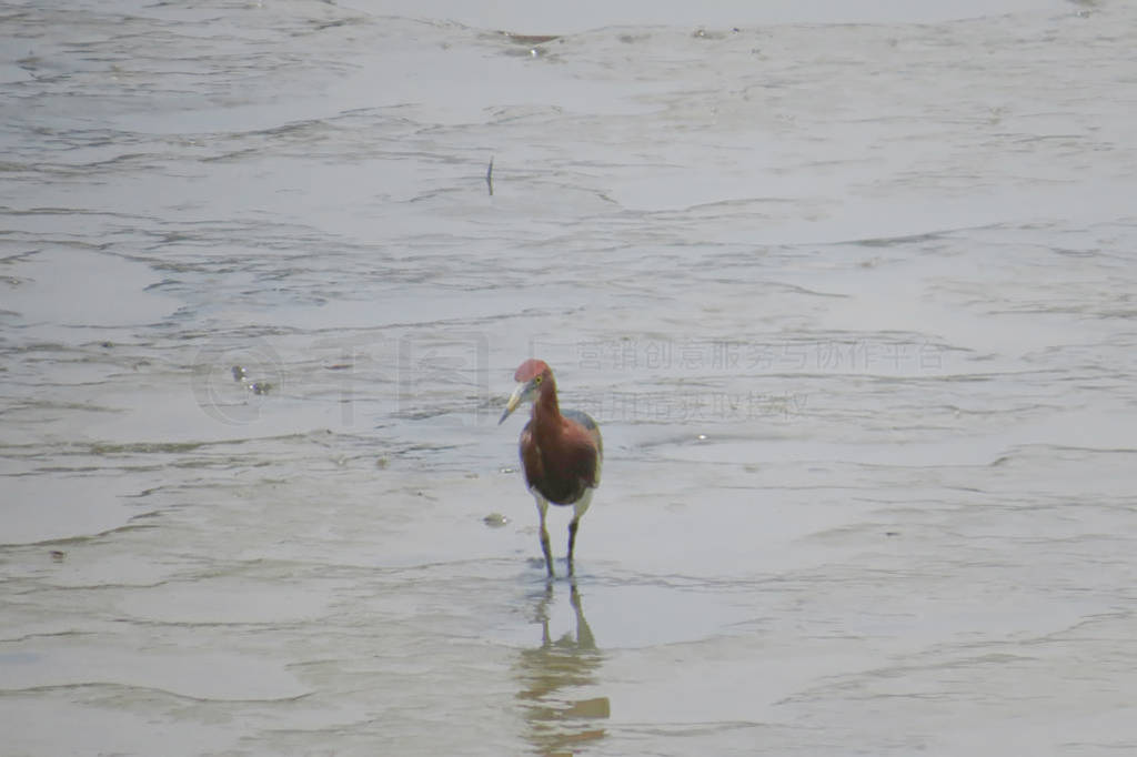 Chinese Pond Heron Yuen long 24 April 2014