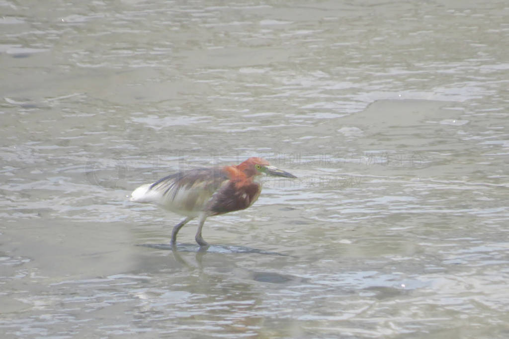 Chinese Pond Heron Yuen long 24 April 2014