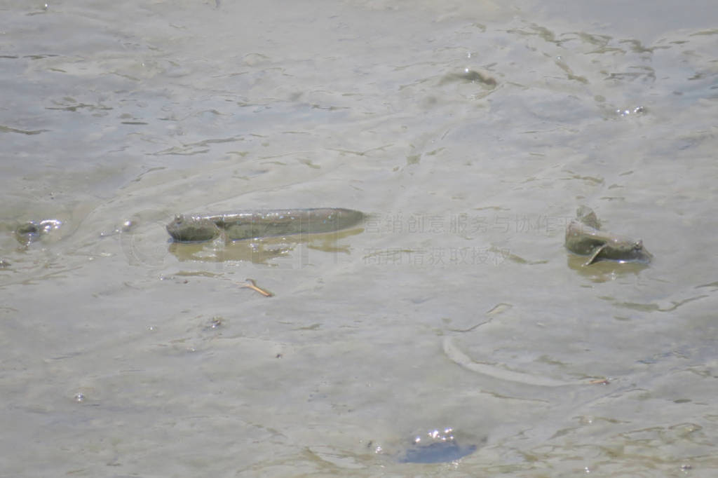 Mudskipper fish, Amphibious fish, on the mud beach