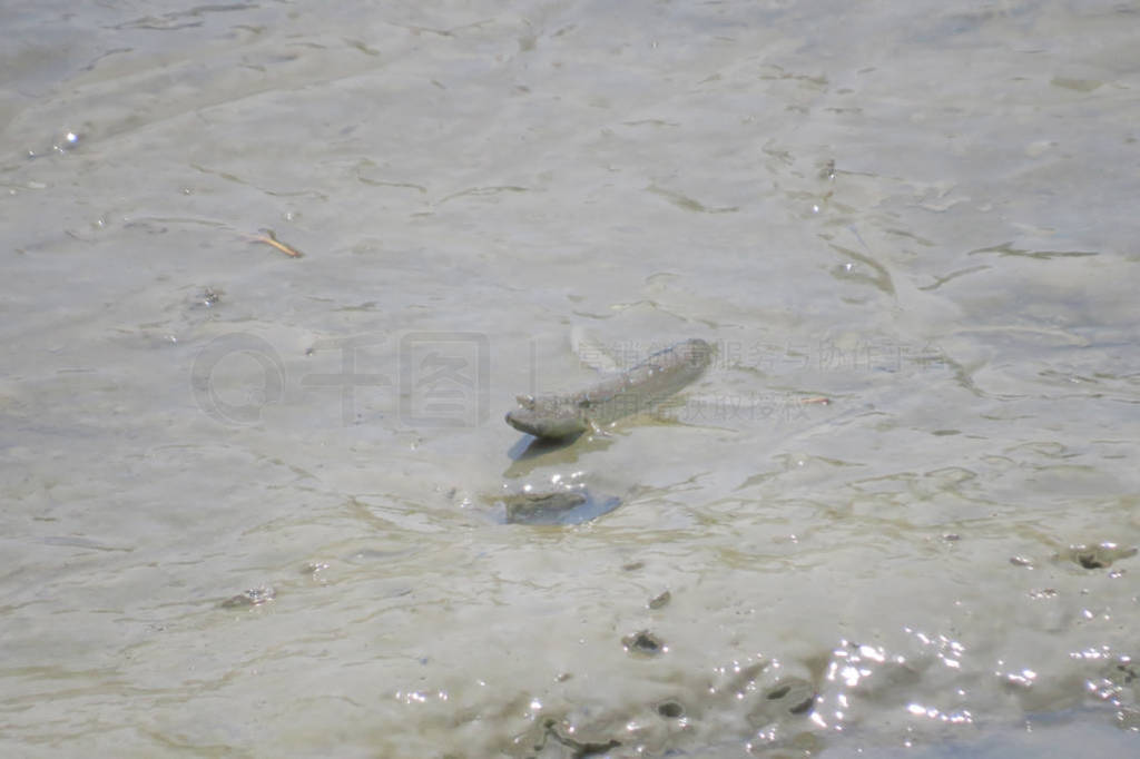 Mudskipper fish, Amphibious fish, on the mud beach