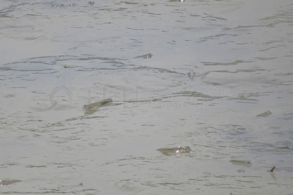 Mudskipper fish, Amphibious fish, on the mud beach