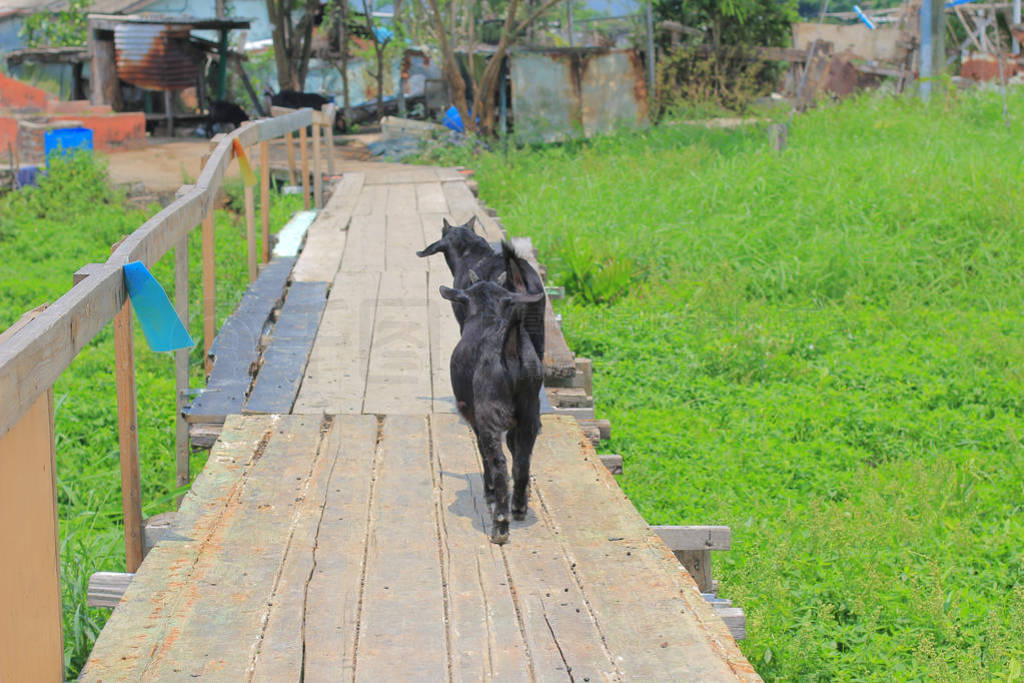 black goat, herd on the farm at yuen long