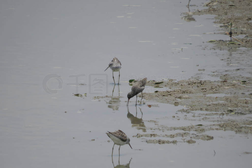 Chinese Pond Heron Yuen long 24 April 2014