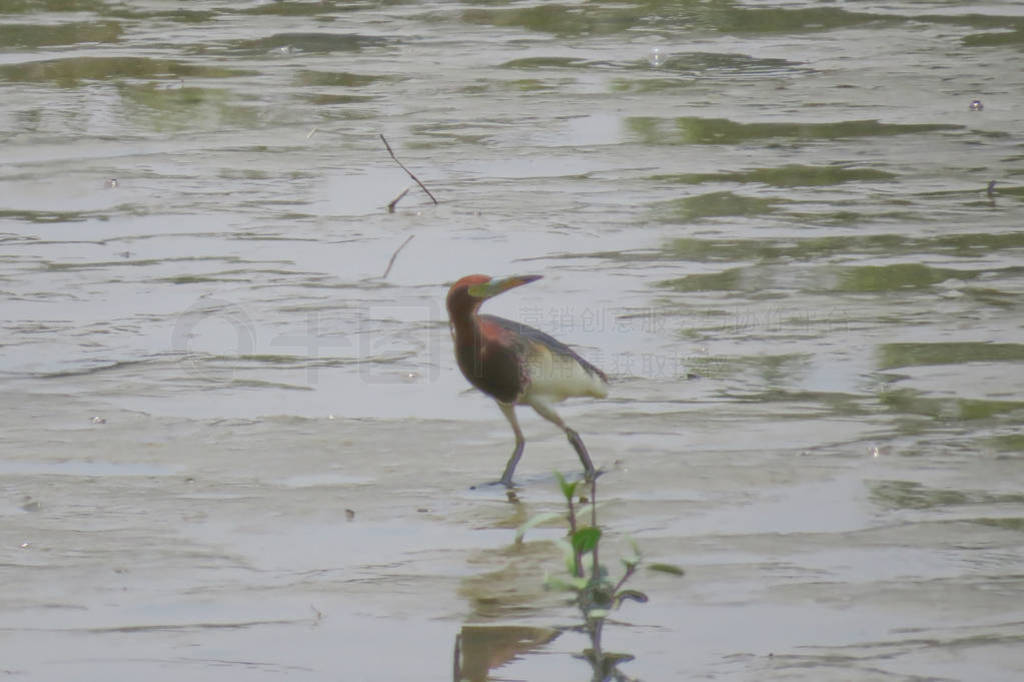 Chinese Pond Heron Yuen long 24 April 2014