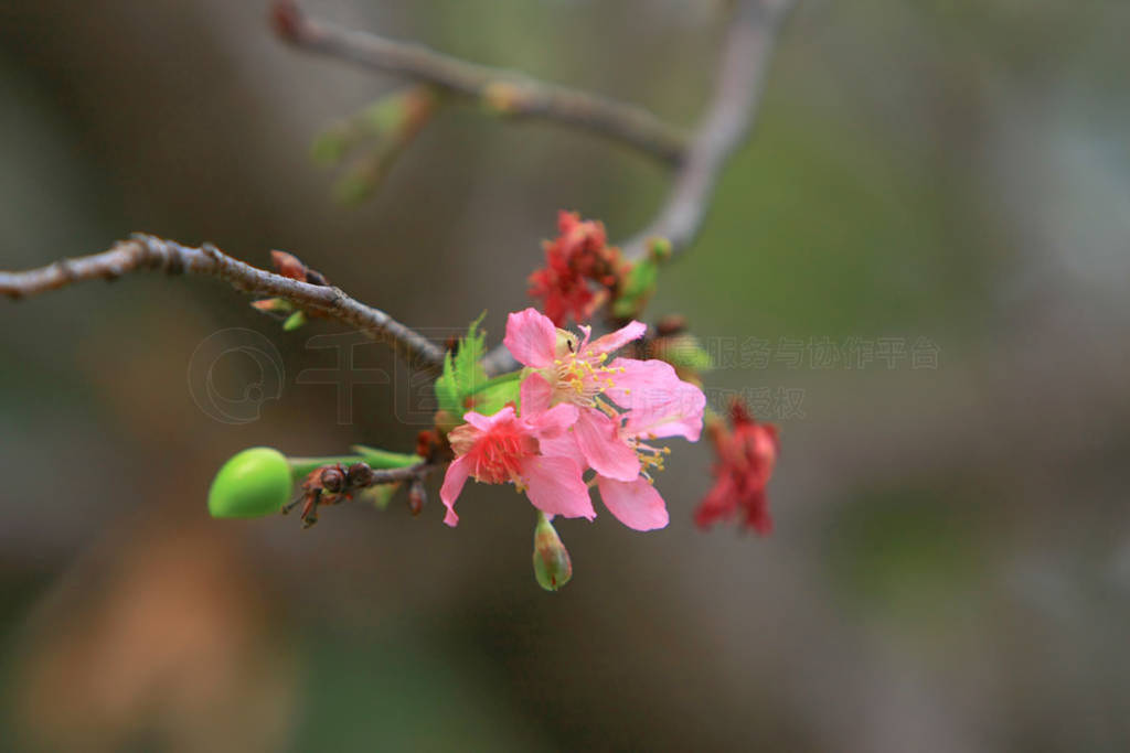 Beautiful Pink Cherry Cherry Blossom, Blooming Spring Tree,