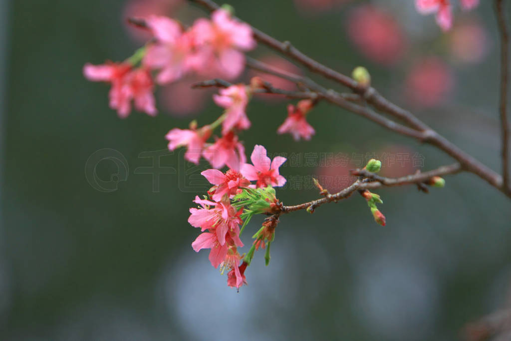 Beautiful Pink Cherry Cherry Blossom, Blooming Spring Tree,