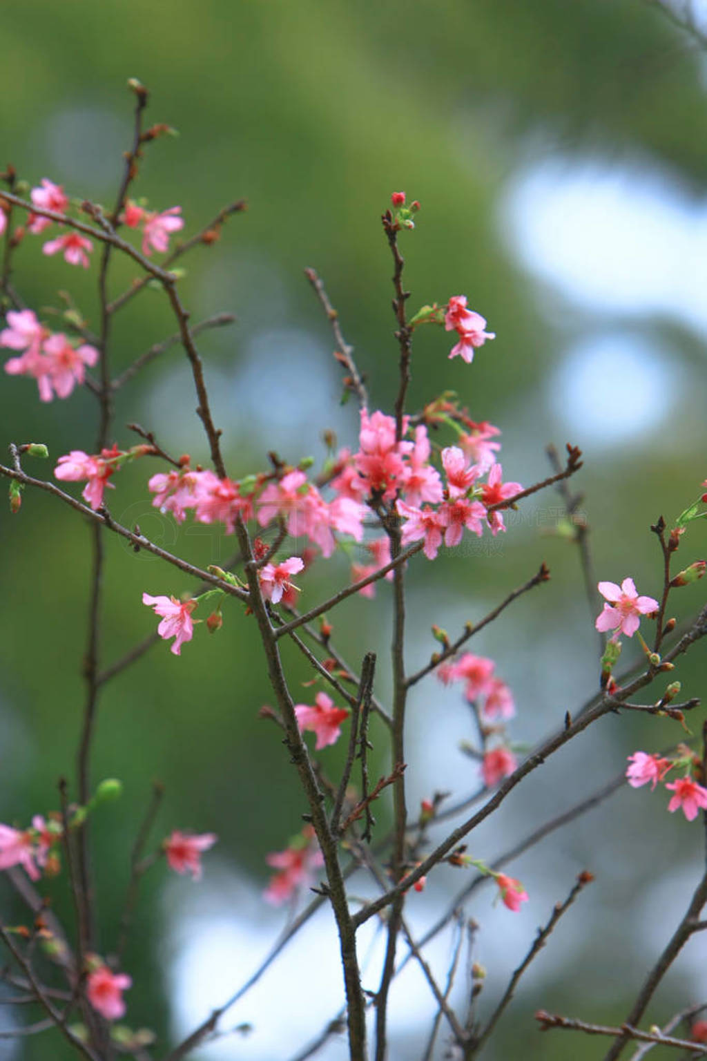 Beautiful Pink Cherry Cherry Blossom, Blooming Spring Tree,