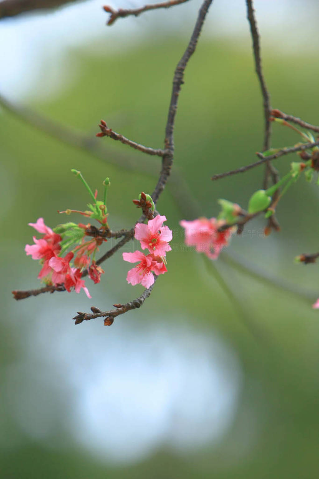 Beautiful Pink Cherry Cherry Blossom, Blooming Spring Tree,