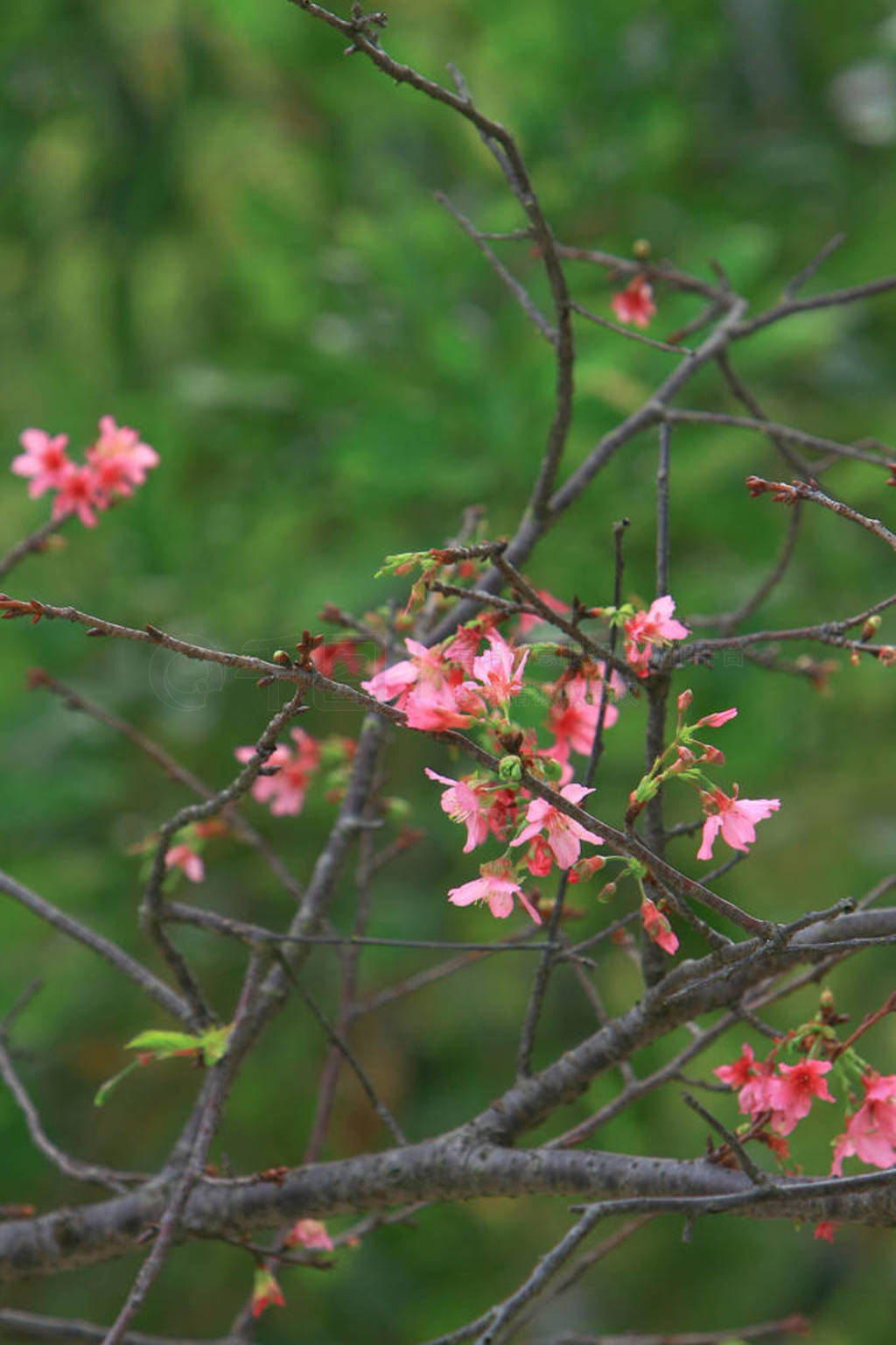 Beautiful Pink Cherry Cherry Blossom, Blooming Spring Tree,