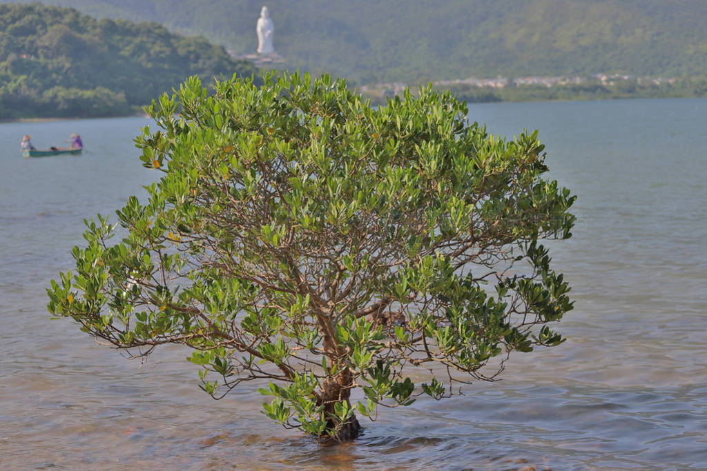 22 sept 2019 a Mangrove Plantsat the coast of hong kong