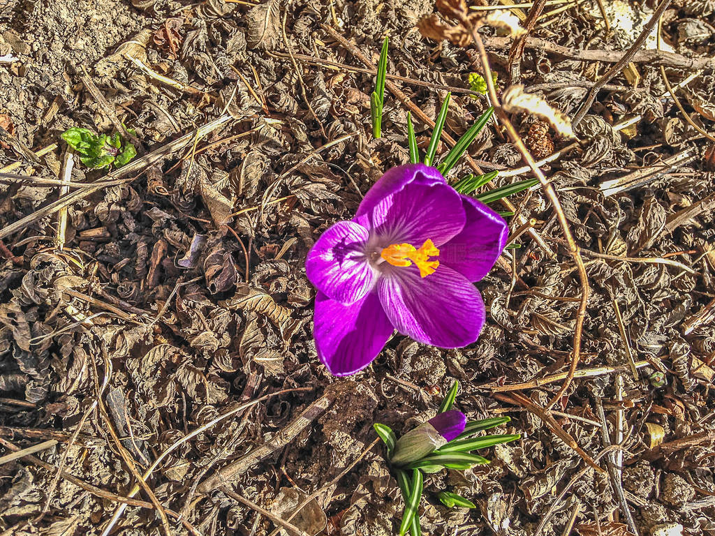 Purple Crocus (Crocus L.)