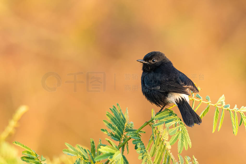 Pied Bushchat perching on a tree branch looking into a distance