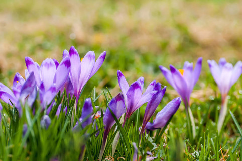 紫色红花盛开在春天的草原上
