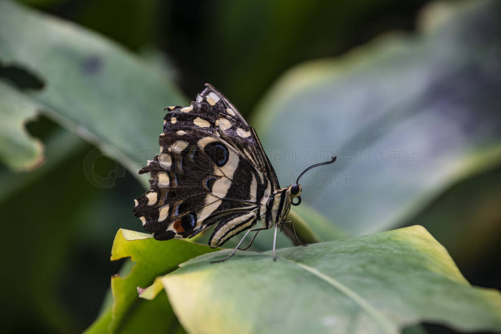 ҶϵĵβȸPolyura sempronius