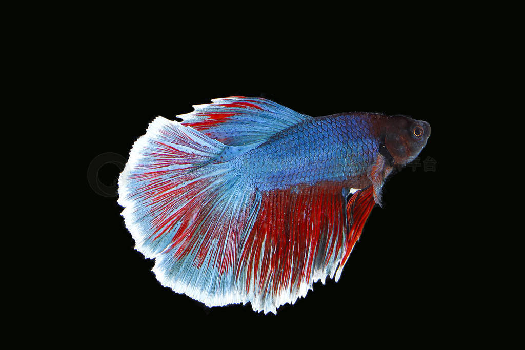 Colourful Beta fighter fish