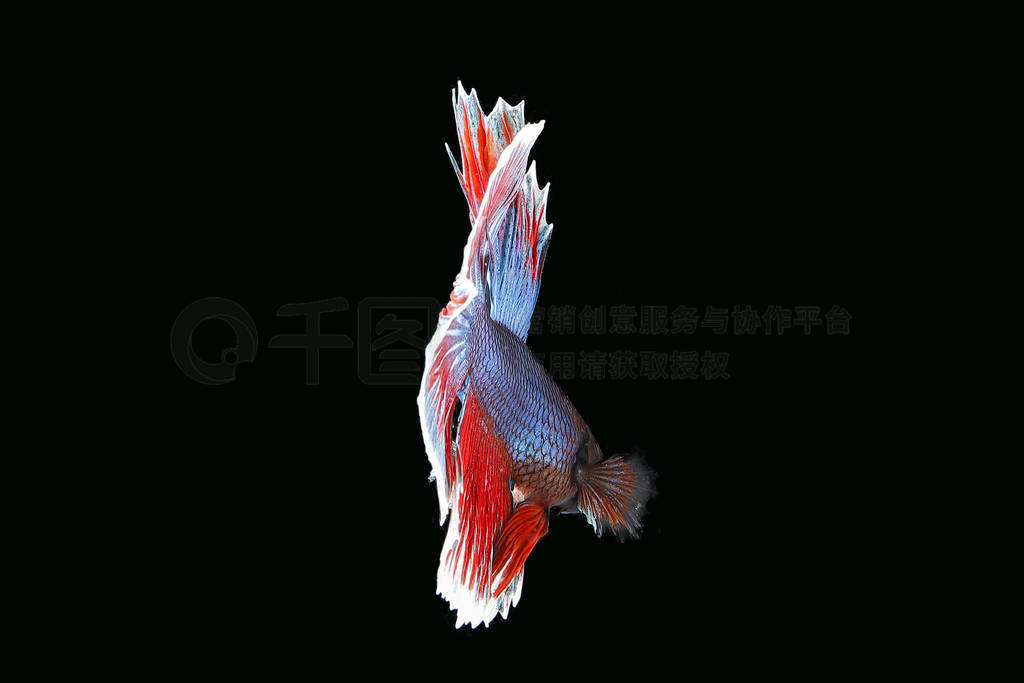 Colourful Beta fighter fish