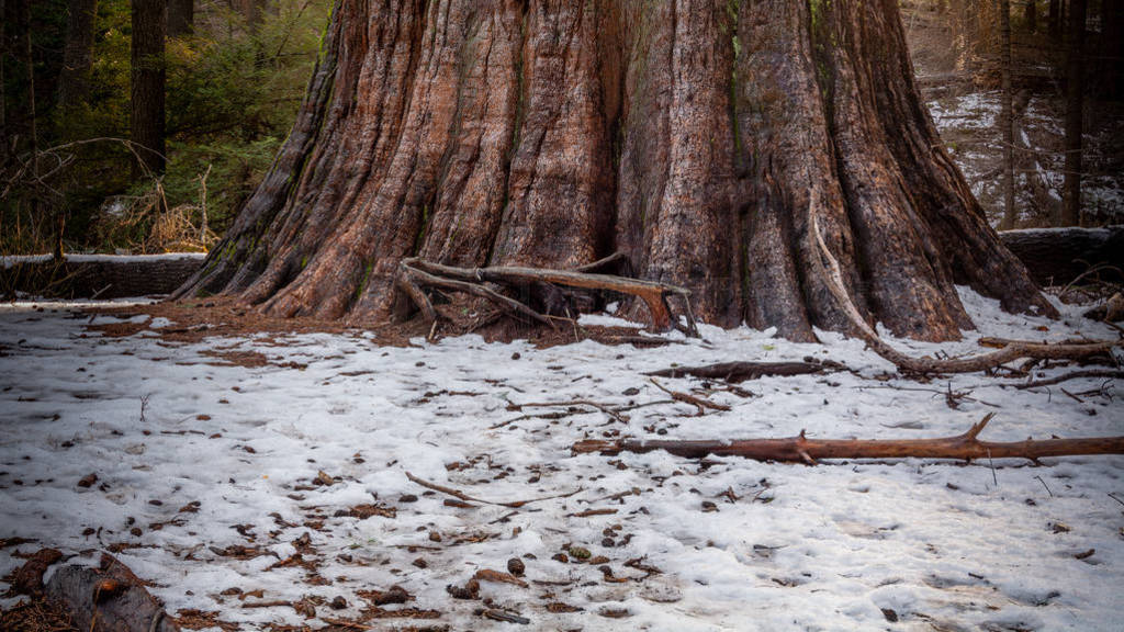 Giant trees