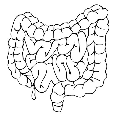 肠子的画法图片