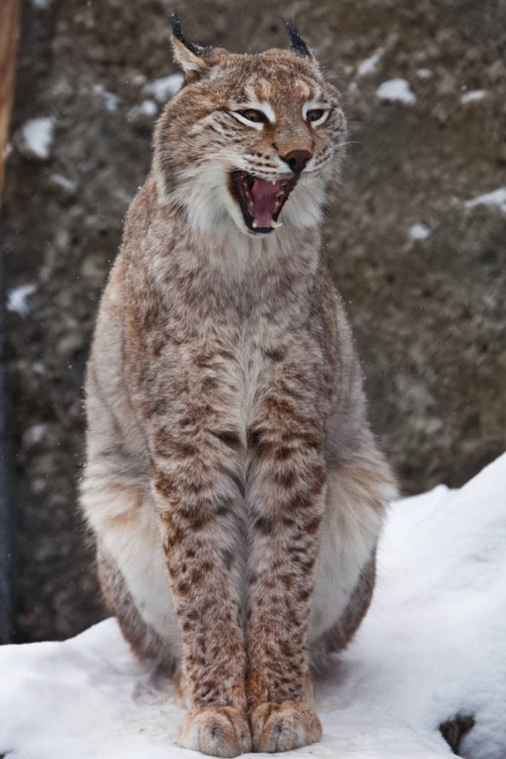 Lynx opens its mouth growling. Dangerous and formidable, albeit