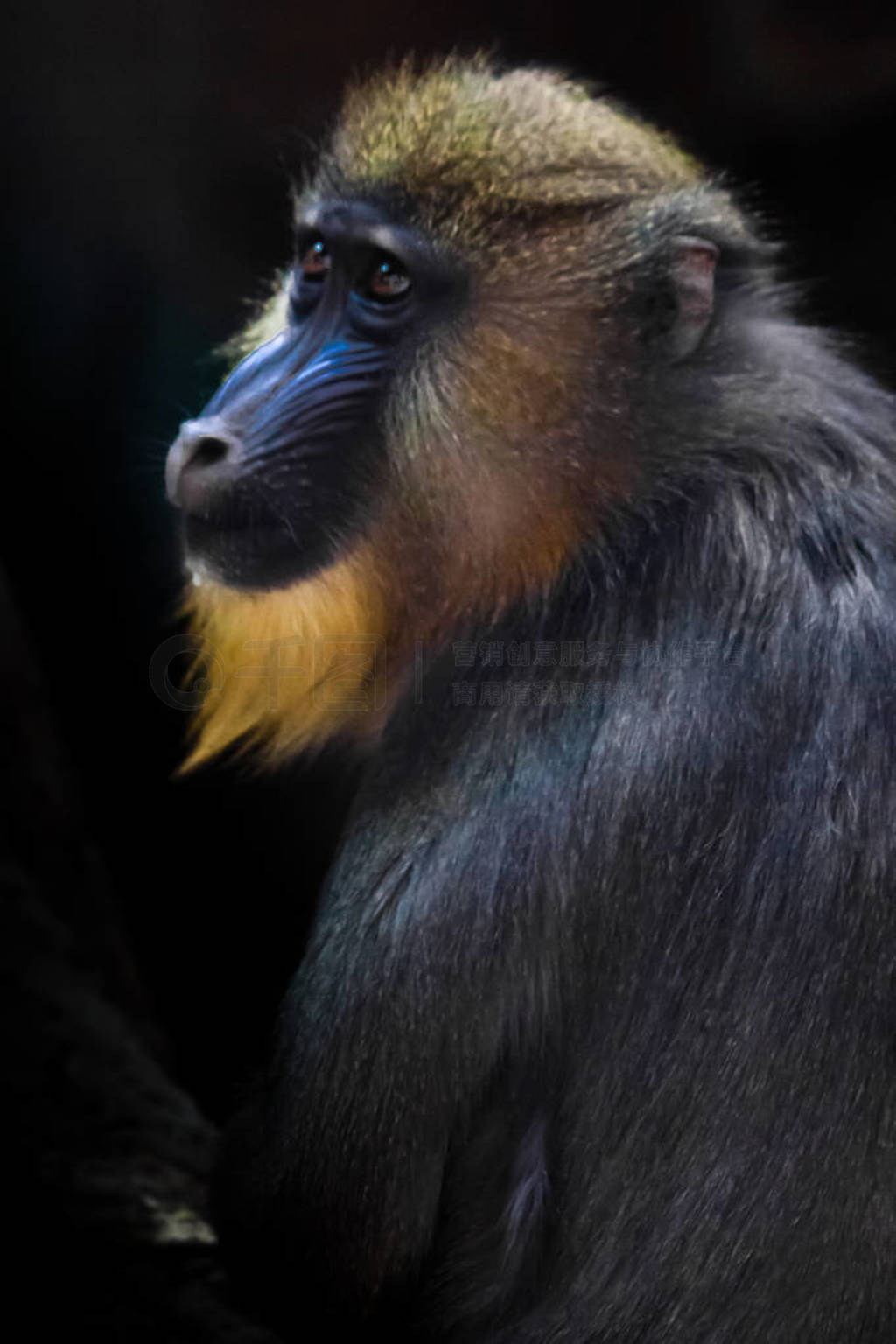 A beautiful madril baboon with bright yellow hair and blue nose