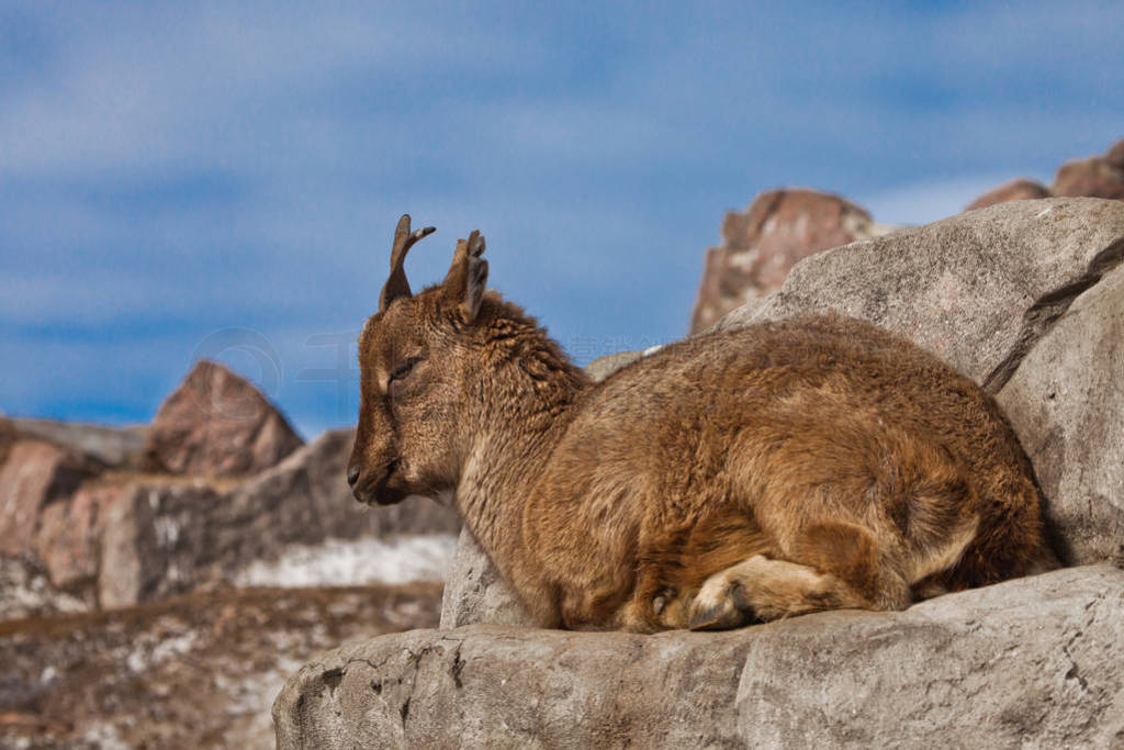 Young female of a mountain goat (Markhoor) lying on a rock on a