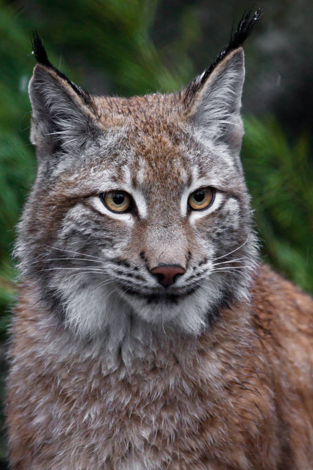 Muzzle lynx close up - beautiful eyes. big cat-lynx close-up on
