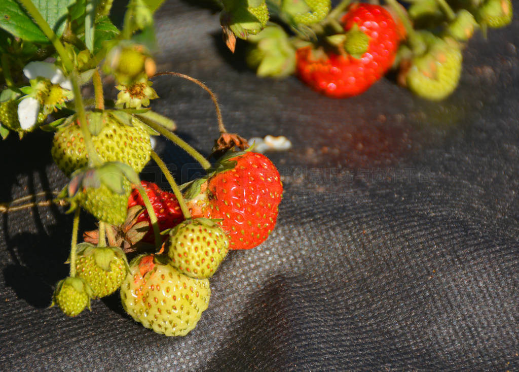 Autumn harvest of strawberries
