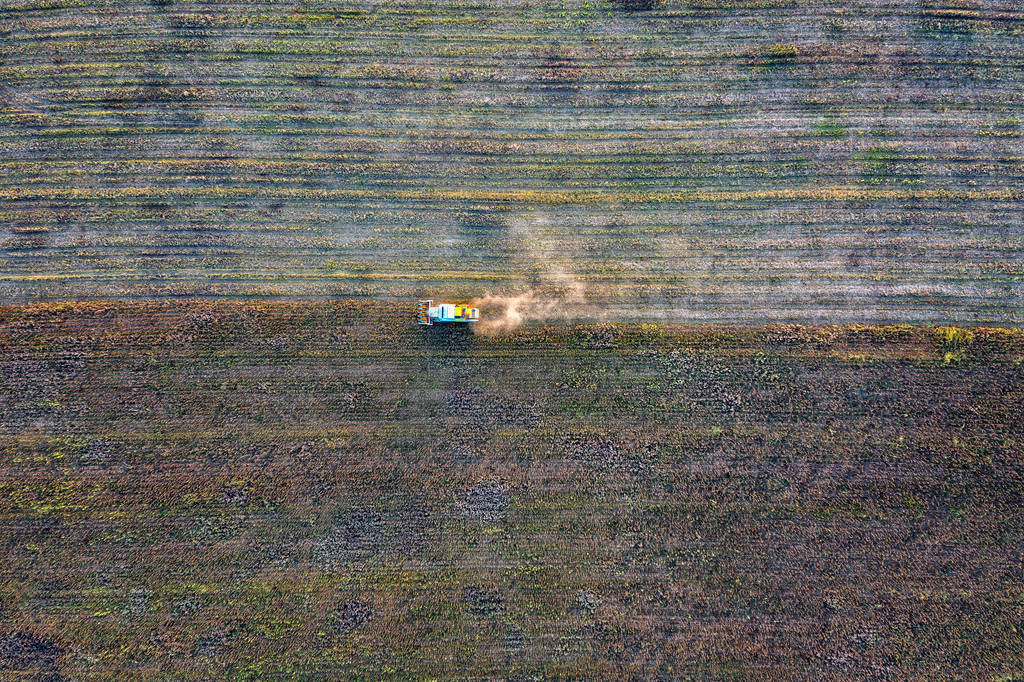 Harvesting in the fields.