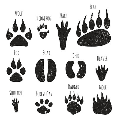 狗獾脚印图片图片