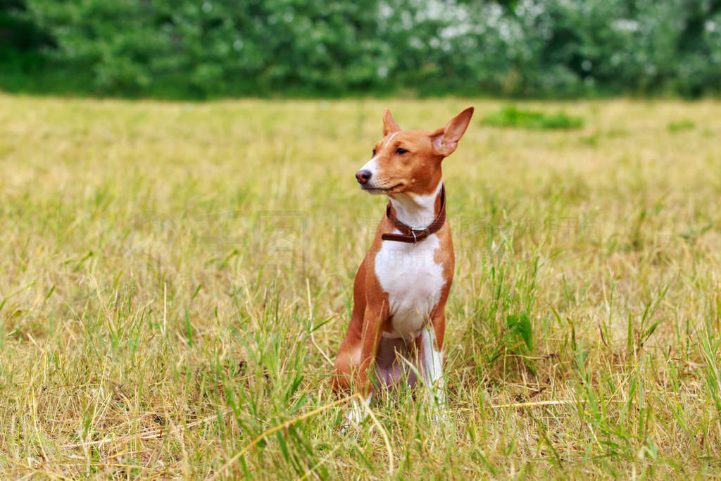 ȮBasenji