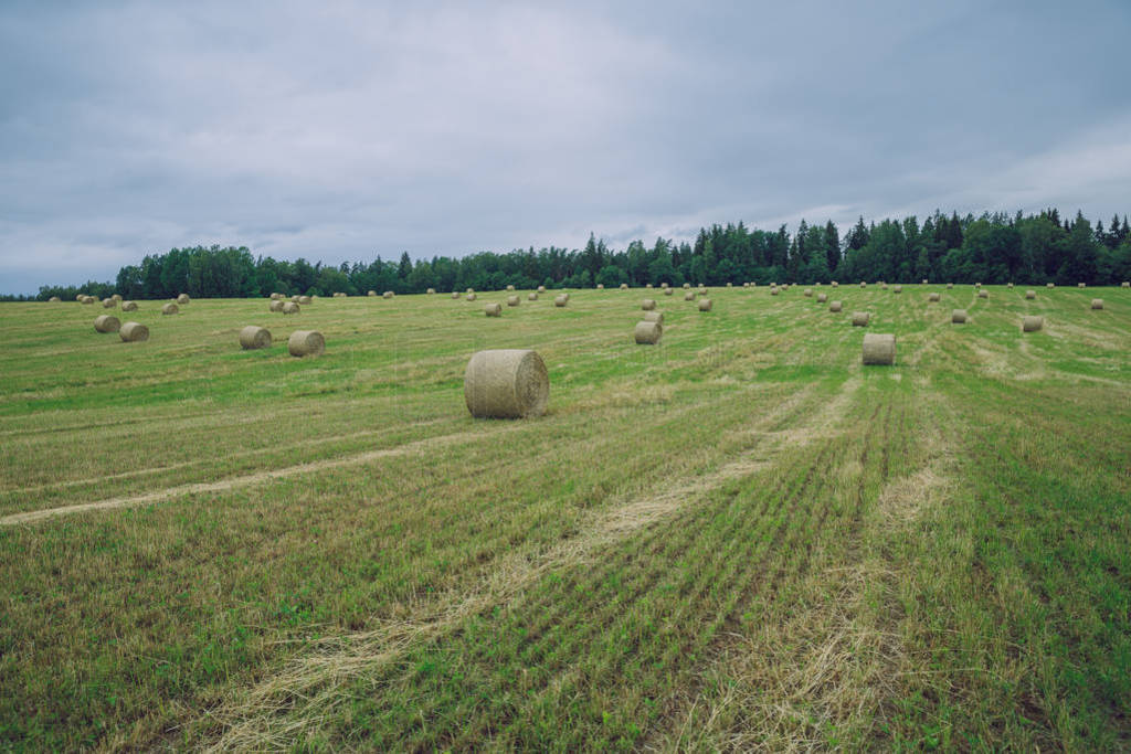 City Cesis, Latvia Republic. Overcast day, meadow hay rolls and